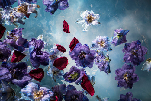 Marjon Trap + Fugacious Flowers VI